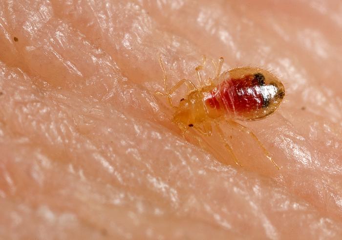 bed bug bites photos. What Do Bed Bugs Look Like: